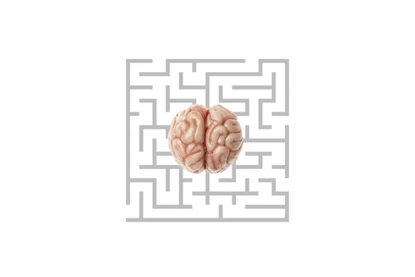 Cerveau Humain Dans Labyrinthe Isolé Sur Fond Blanc Moyen Intelligent — Photo