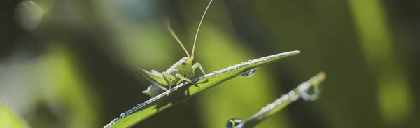 Sauterelle Verte Sur Herbe Macro Vie Des Sauterelles — Photo