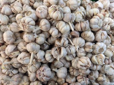 Bir sepet dolusu sarımsak hasat edilmiş.