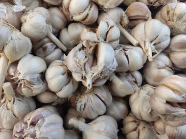 Bir sepet dolusu sarımsak hasat edilmiş.