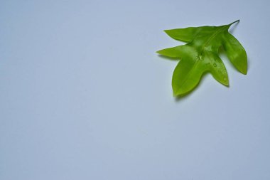 eğreltiotu yaprakları beyaz arkaplanda