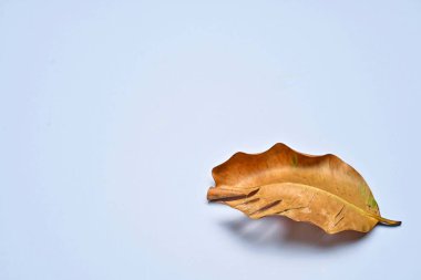 Beyaz arka planda kuru yapraklar. Calophyllum inofillum ağacı yaprakları