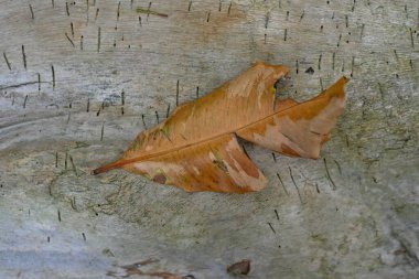 Ahşap arkaplanlı kuru yapraklar