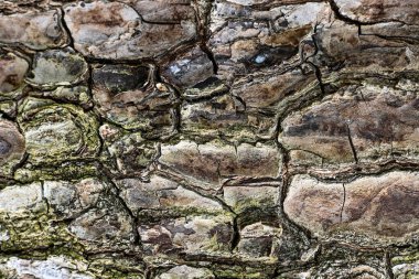 Ağaç kabuğunun doğal dokusu