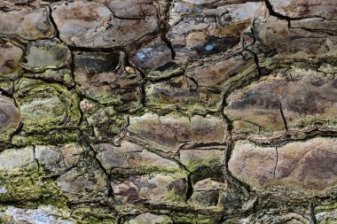 Ağaç kabuğunun doğal dokusu