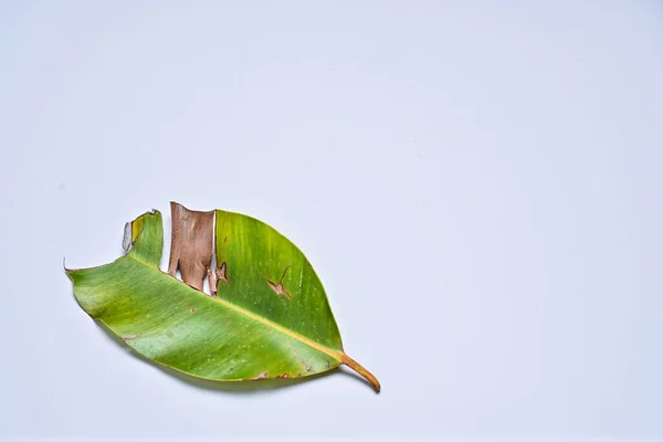 Green leaves on white background. Calophyllum inophyllum tree leaves