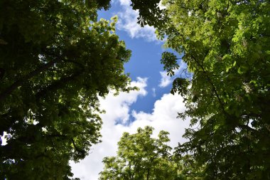 Arka plan gökyüzü ağaçlarıyla yaprağı.