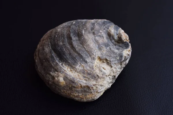 Fóssil Amêijoa Embutido Numa Pedra — Fotografia de Stock