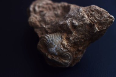 Deniz tarağı fosil bir taş gömülü.