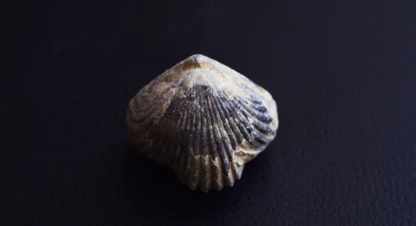 Fóssil Amêijoa Embutido Numa Pedra — Fotografia de Stock