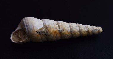 Siyah arka plan üzerinde fosilleşmiş salyangoz.