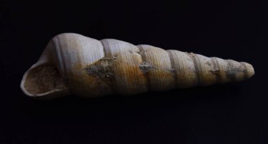 Siyah arka plan üzerinde fosilleşmiş salyangoz.