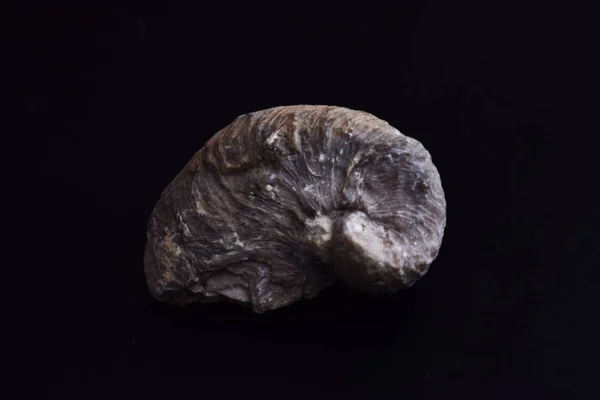Lumaca Fossilizzata Sfondo Nero — Foto Stock