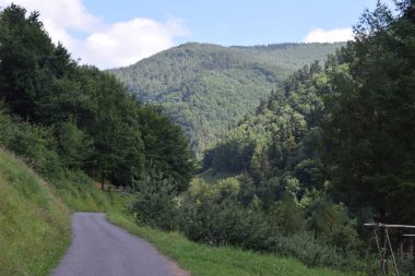 Yemyeşil ormanlar ile dağlar arasında bir vadide yeşil çayırlar.