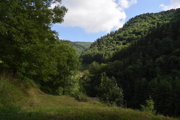 Groene Weiden Een Vallei Tussen Bergen Met Weelderige Bossen — Stockfoto