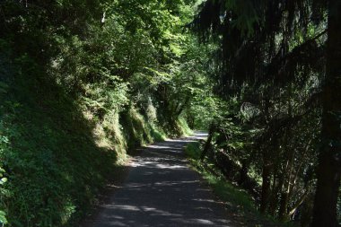 Yemyeşil bir ormanın içinden geçen yol.