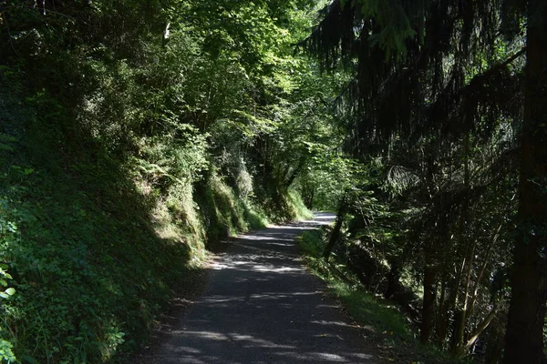 Straße Durch Einen Üppigen Wald — Stockfoto