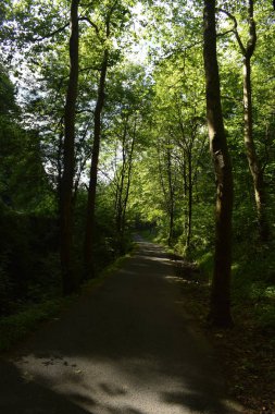 Yemyeşil bir ormanın içinden geçen yol.