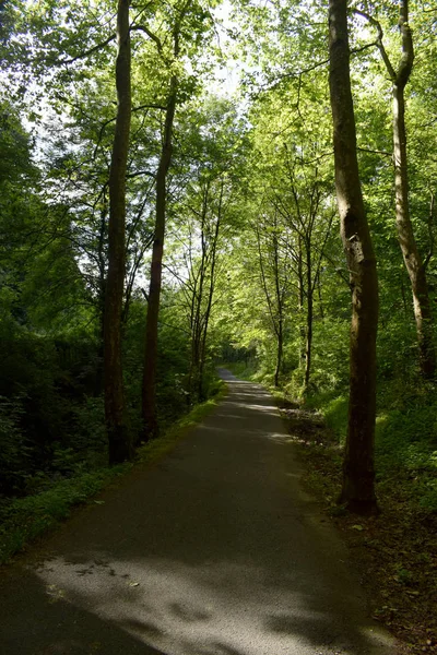 Yemyeşil bir ormanın içinden geçen yol.