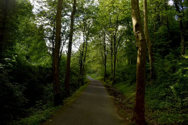 Strada Attraverso Una Foresta Lussureggiante — Foto Stock