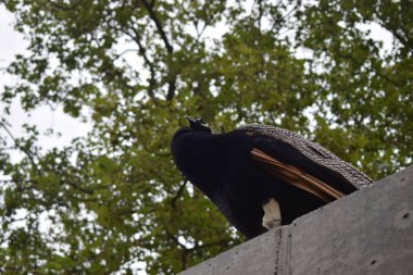 Peacock bir parkta açık havada.