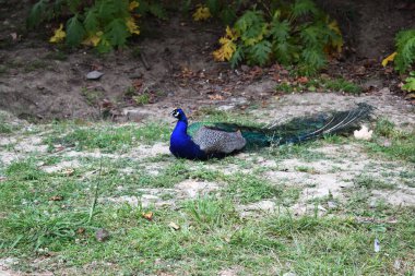 Peacock bir parkta açık havada.