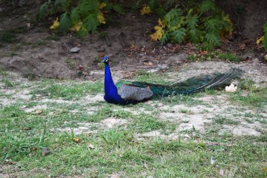 Peacock bir parkta açık havada.