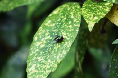 Yeşil sinek bir yaprak üzerine tünemiş.