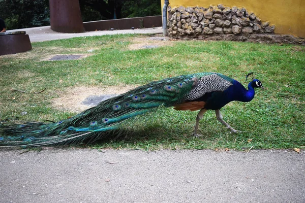 Peacock Bir Parkta Açık Havada — Stok fotoğraf