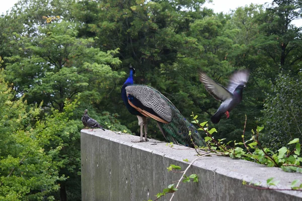 Pavo Real Aire Libre Parque —  Fotos de Stock