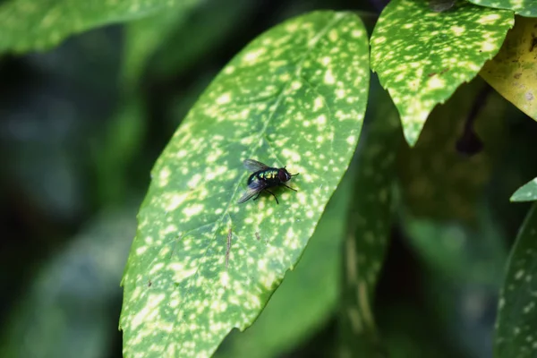 Yeşil sinek bir yaprak üzerine tünemiş.
