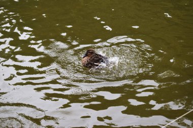 Bir gölet ile bir parkta Ördekler.
