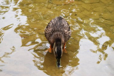 Bir gölet ile bir parkta Ördekler.