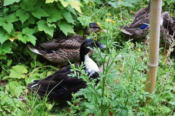 Patos Parque Con Estanque — Foto de Stock