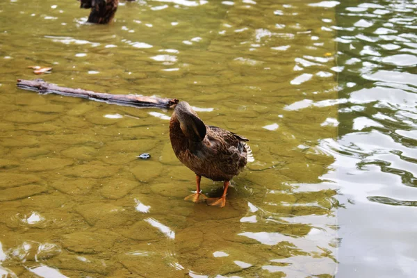 Bir Gölet Ile Bir Parkta Ördekler — Stok fotoğraf