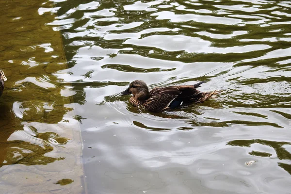 Bir Gölet Ile Bir Parkta Ördekler — Stok fotoğraf