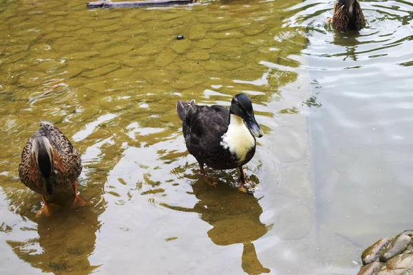 Bir Gölet Ile Bir Parkta Ördekler — Stok fotoğraf