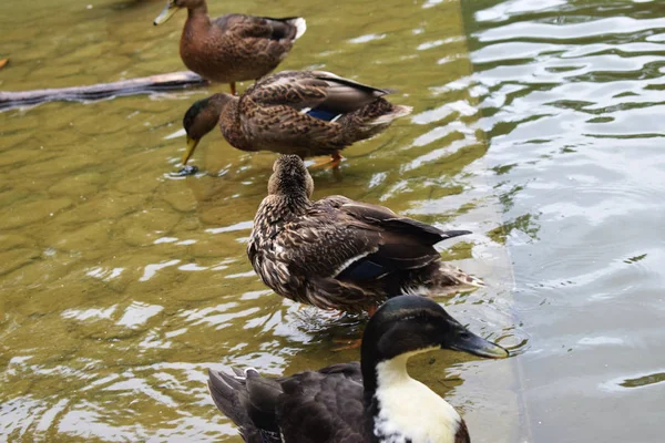 Bir Gölet Ile Bir Parkta Ördekler — Stok fotoğraf