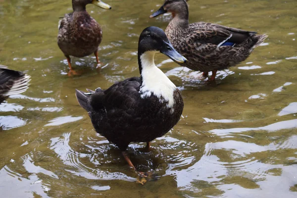 Bir Gölet Ile Bir Parkta Ördekler — Stok fotoğraf