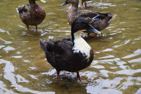 Bir Gölet Ile Bir Parkta Ördekler — Stok fotoğraf