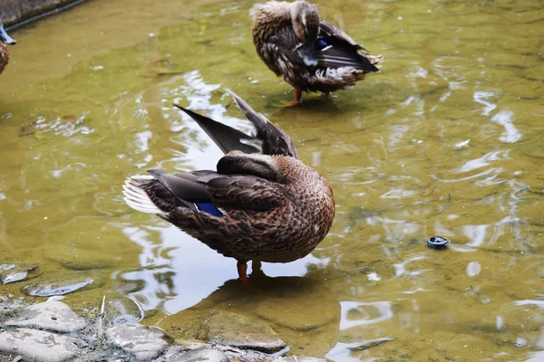 Bir Gölet Ile Bir Parkta Ördekler — Stok fotoğraf