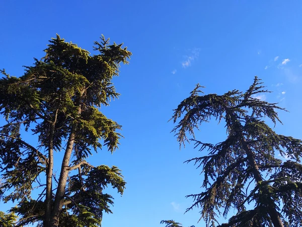 Views of a city among trees.