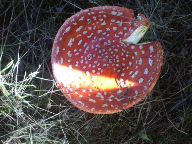 Bir ormandaki kırmızı mantar.