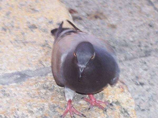 Pigeon Gris Perché Sur Sol Pierre — Photo