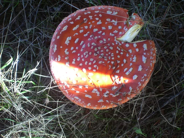 Bir ormandaki kırmızı mantar.