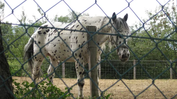 White Horse Locked Gate — Stock Photo, Image