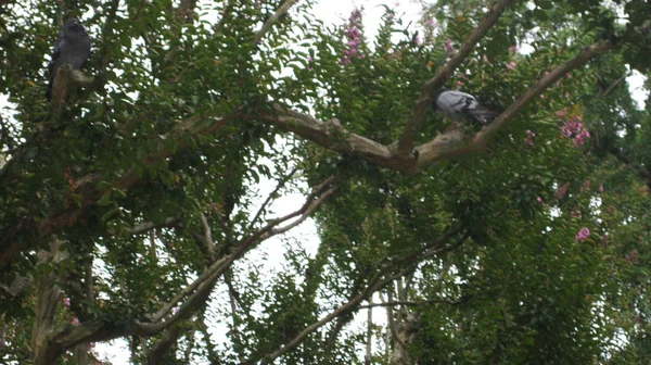 Vues Une Ville Parmi Les Arbres — Photo