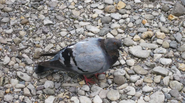 Graue Taube Auf Steinboden Hockt — Stockfoto