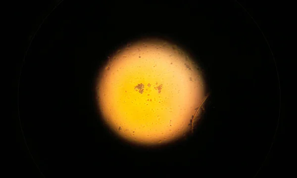 Θέα Ενός Μύκητα Από Ένα Μικροσκόπιο — Φωτογραφία Αρχείου