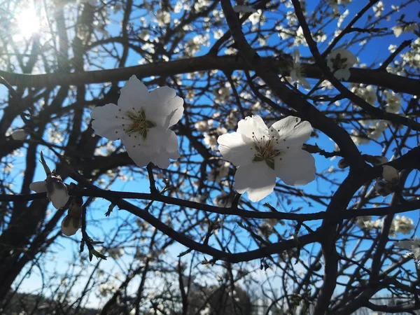 Witte Bloemen Takken Naast Een Rivier — Stockfoto